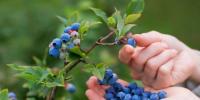 野生蜜蜂对于生产更大更好的蓝莓至关重要